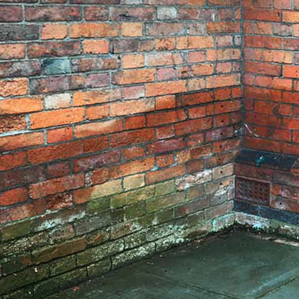 A brick wall suffering from rising damp