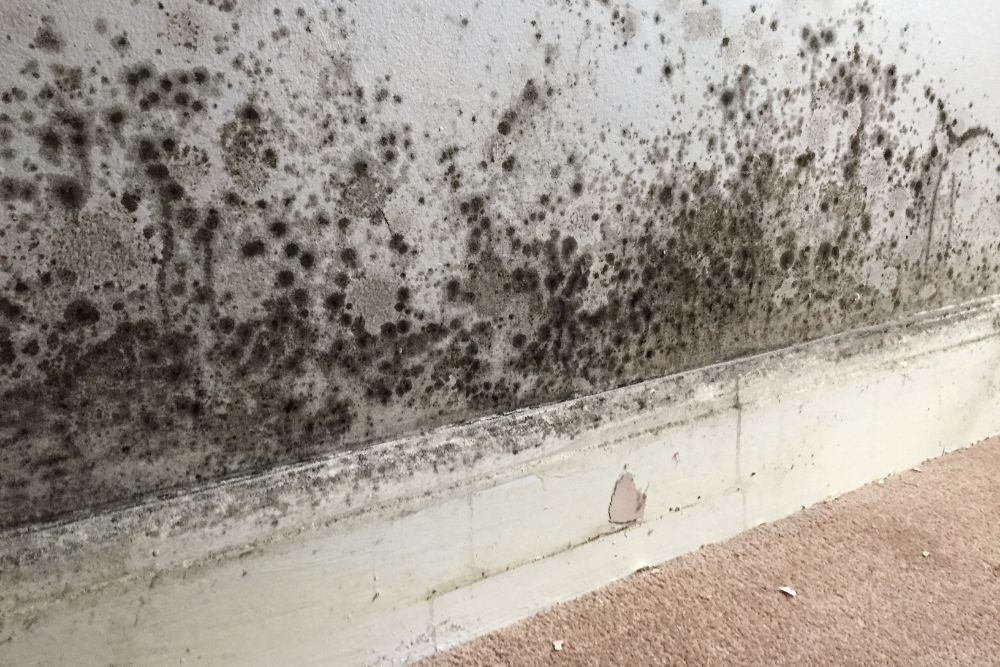 Mould on a wall due to moisture