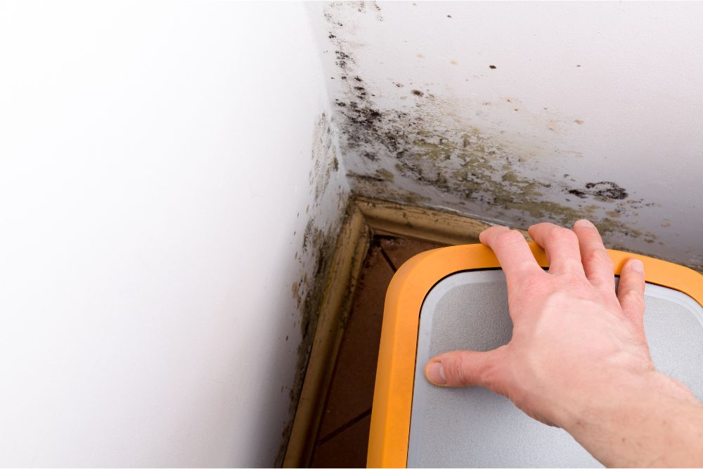 Mould on a wall from Salt Damp